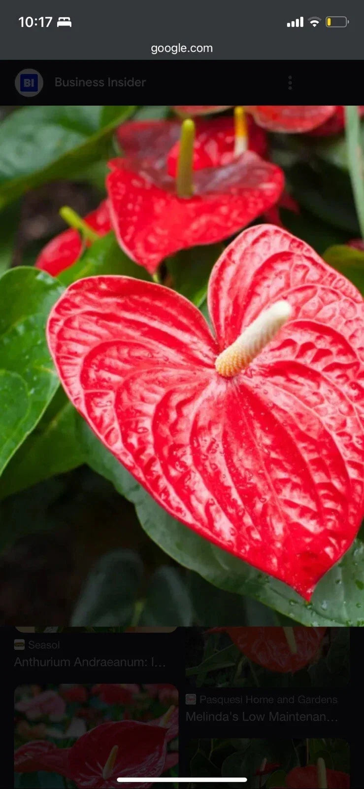 Anthurium Red Heart Plant - 3 Inch Pot, Tropical Houseplant, Anthurium andraeanum, Indoor Foliage, Pet-Friendly