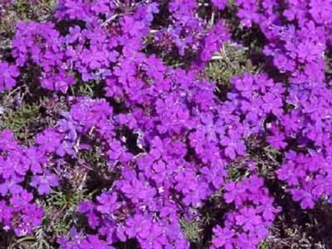 Purple Moss Verbena Seeds - Annual Ground Cover - Verbena tenuisecta - Violet Flowers - Drought Tolerant Seeds