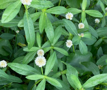 10 Marginal Bog Live Plants - Alligator Weed - Easy to Grow Aquatic Accent - (Alternanthera philoxeroides)