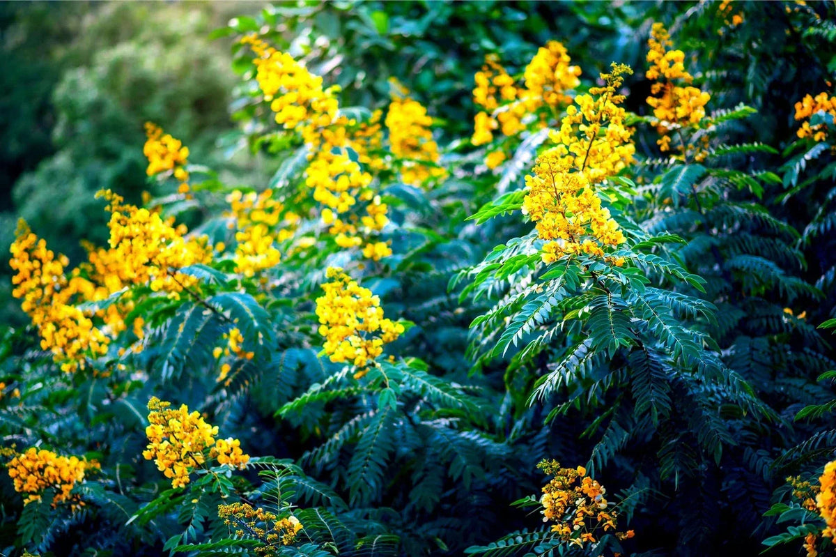 American Senna Seeds - 30 Pack | Senna hebecarpa Native Wildflower