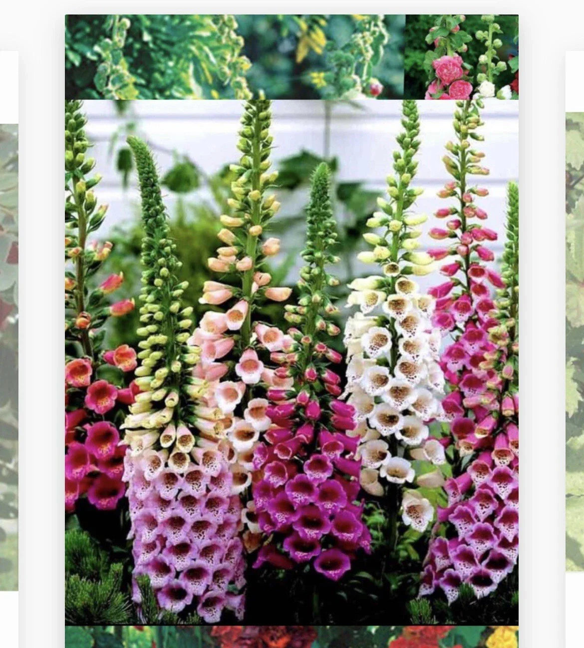 Foxglove Seeds - 1000+ Heirloom Non-GMO Seeds - Digitalis purpurea - Buy 2 Get 1 Free (Add 2 to Cart)
