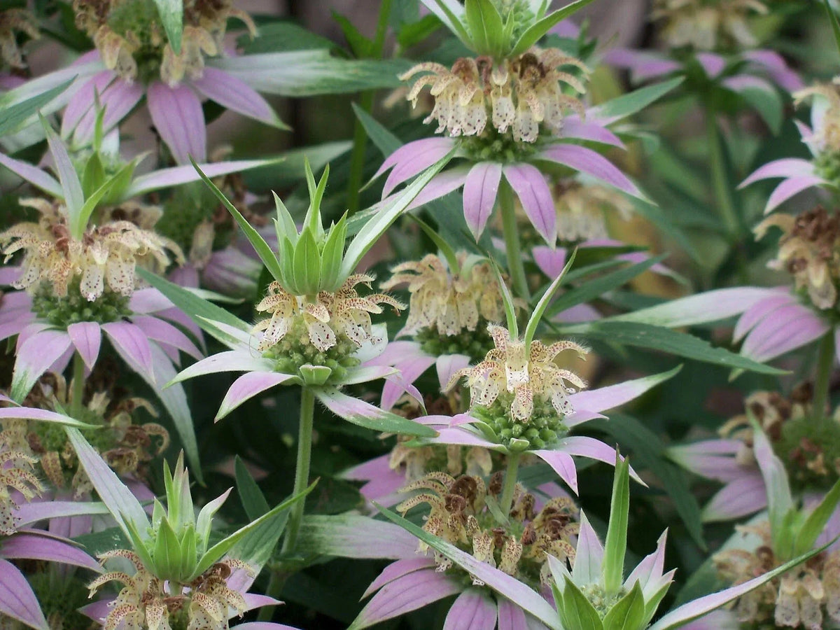 Spotted Bee Balm Live Bareroot Starter Plant | Monarda punctata Perennial Wildflower for Bees & Butterflies