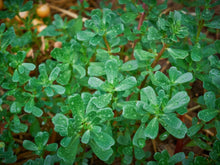 Green Purslane Seeds, NON-GMO, Omega-3 Rich, Little Hogweed, Duckweed, Edible Plant, Organic Gardening