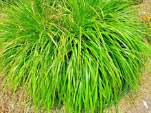 Lemongrass Seeds - 200+ Non-GMO Heirloom Mosquito Repellent Herb - Cymbopogon citratus - USA