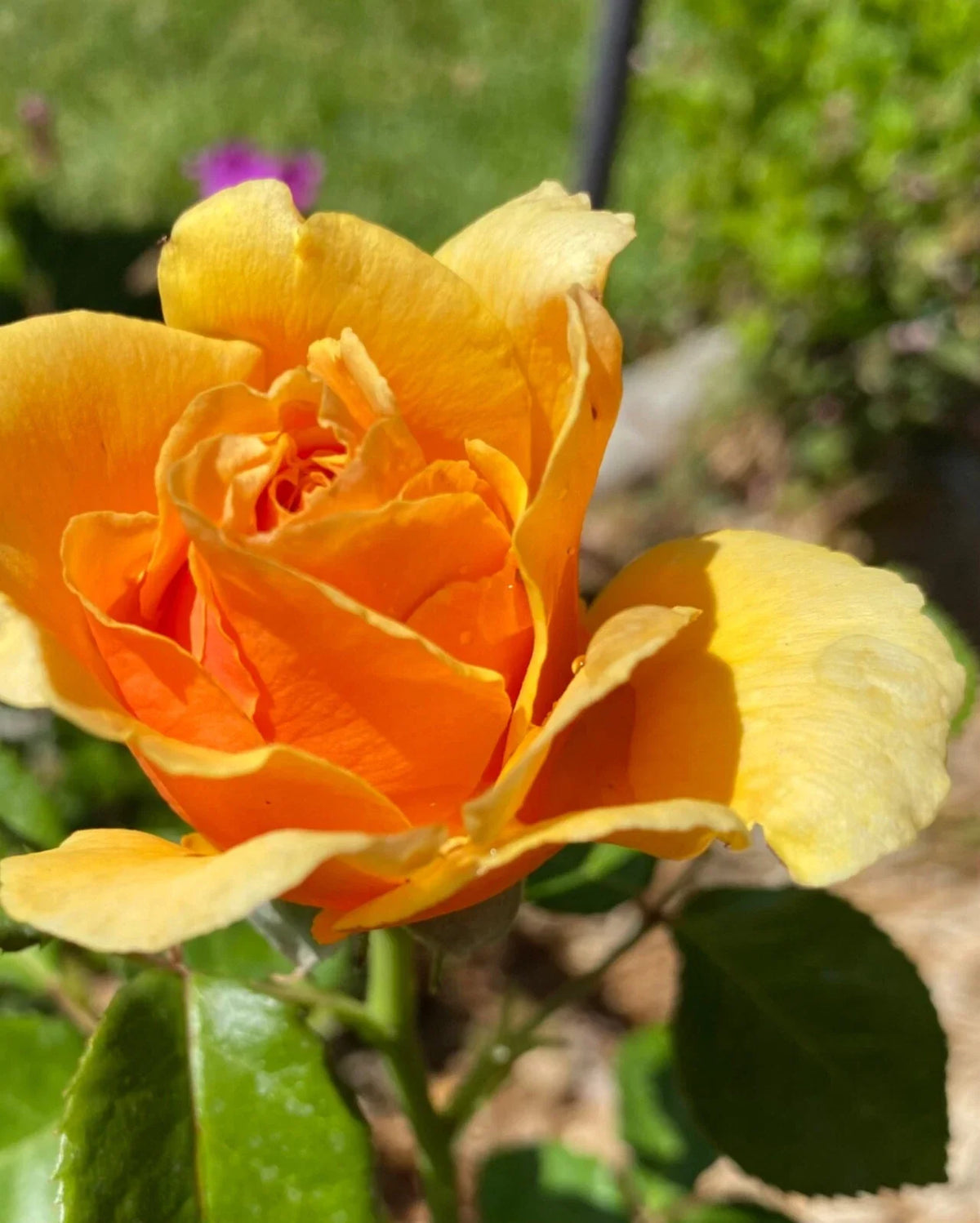 Yellow Apricot Rose Cuttings - 5 Rooting/Grafting Cuttings - Rosa 'Apricot' - Fast Shipping