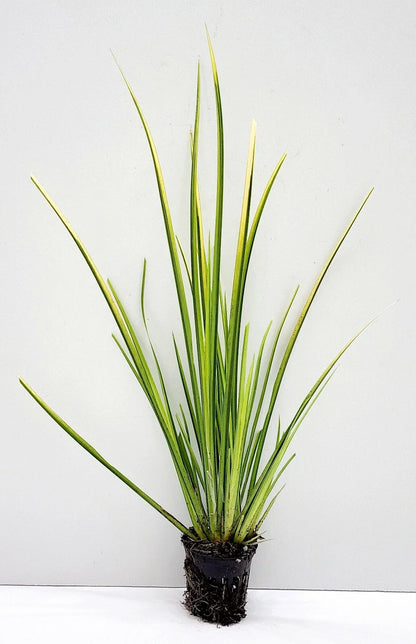 Live Golden Sweet Flag Acorus gramineus ‘Ogon’ | Hardy Aquatic Marginal Pond Plant | Bareroot Water Garden Perennial