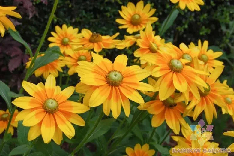 Irish Eyes Rudbeckia Seeds - 200+ Premium Seeds for Garden Planting - Rudbeckia hirta - USA Grown