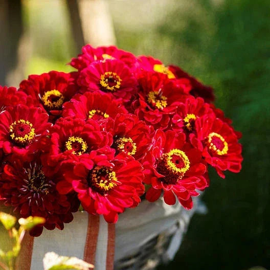 Zinnia Seeds 200 Count - Meteor Burgundy Red Flowers for Pollinators & Butterflies - Non-GMO Zinnia elegans