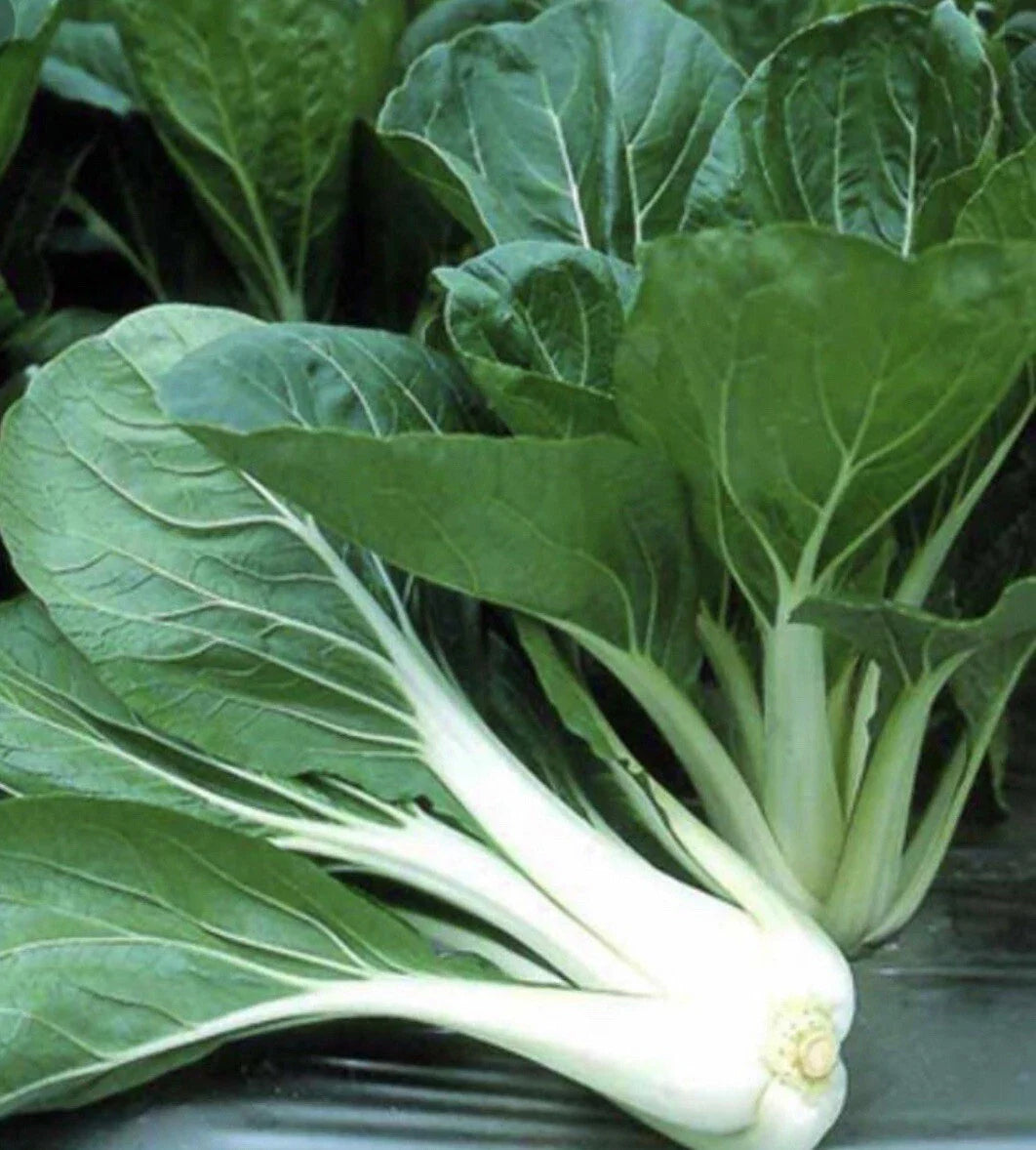 Pechay Seeds - 200+ Seeds, Chinese Cabbage, Pak Choi, Brassica rapa - Buy 2 Get 2 Free
