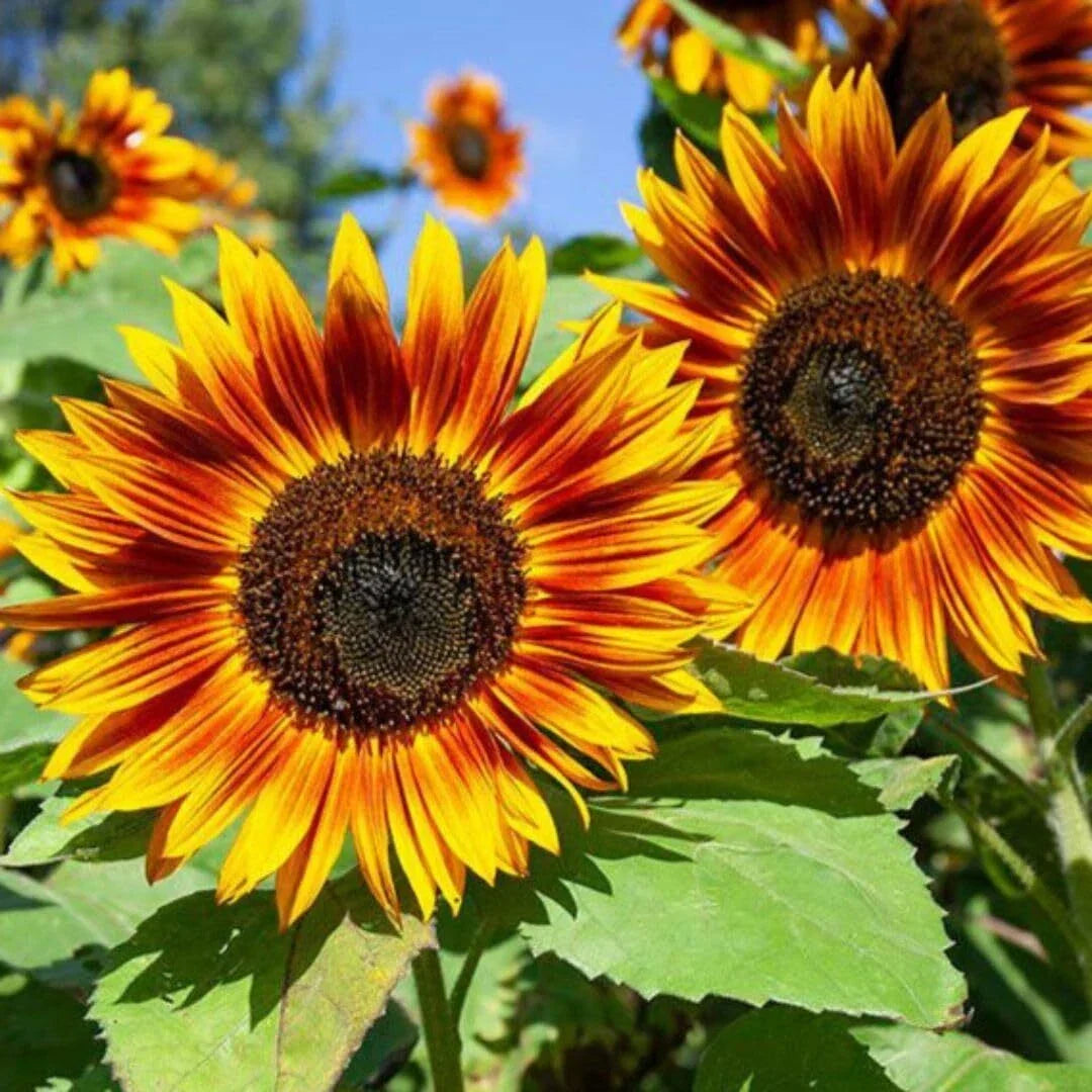 RattleFree Sunflower Seeds | 50 Heirloom Red Sun Non-GMO Seeds | Helianthus annuus