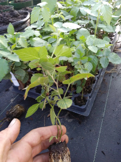Navaho Thornless Blackberry Live Plant | 1 Starter Plant | Pesticide-Free, Non-GMO | Sweet Fruit, Compact Growth, Easy to Harvest