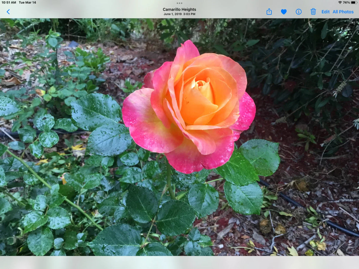 Rose Cuttings - Glowing Sunset Variety - Rosa spp.