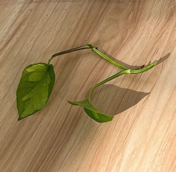 Global Green Pothos Cutting - Unrooted 2-Leaf Epipremnum aureum Vining Houseplant