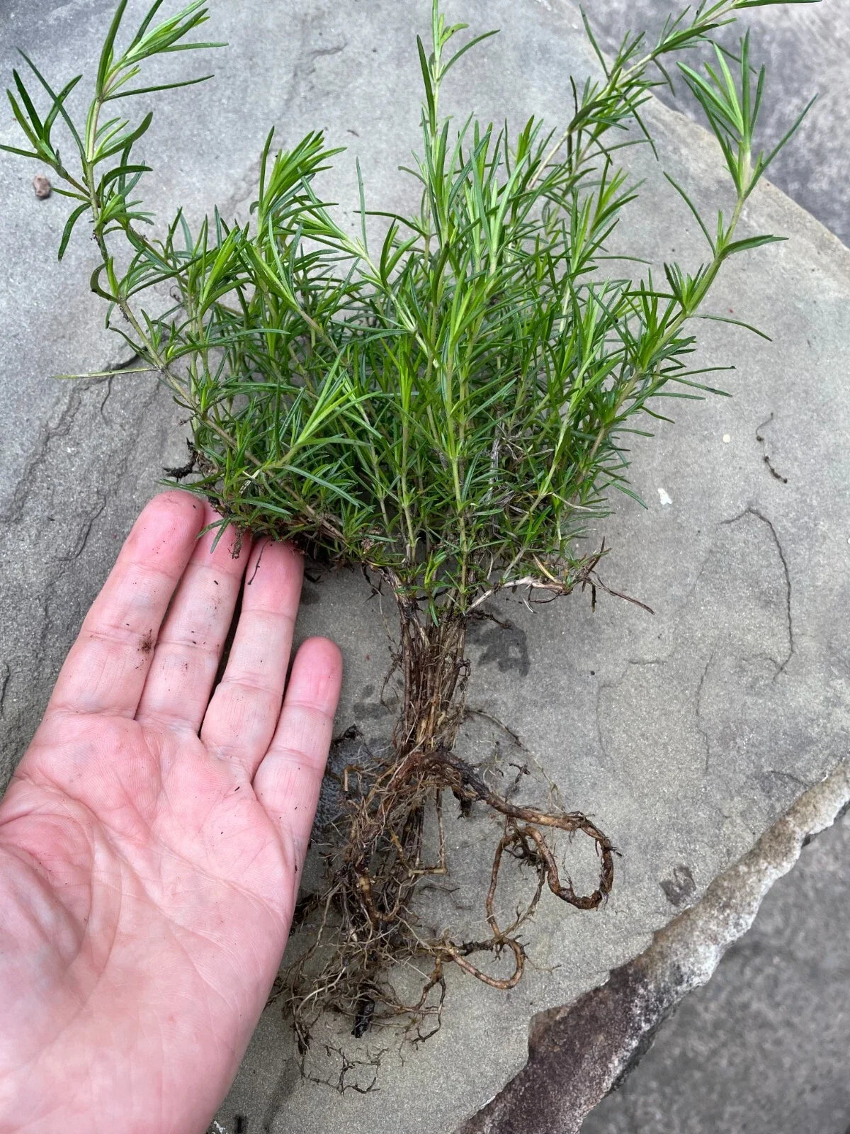 Creeping Phlox Ground Cover Plants Bundle - 40 Bare Root Lavender Deer-Proof Perennials (Phlox subulata) for Landscaping