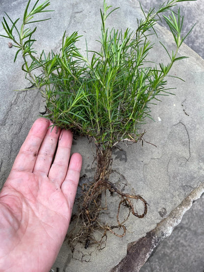 Creeping Phlox Ground Cover Plants Bundle - 40 Bare Root Lavender Deer-Proof Perennials (Phlox subulata) for Landscaping