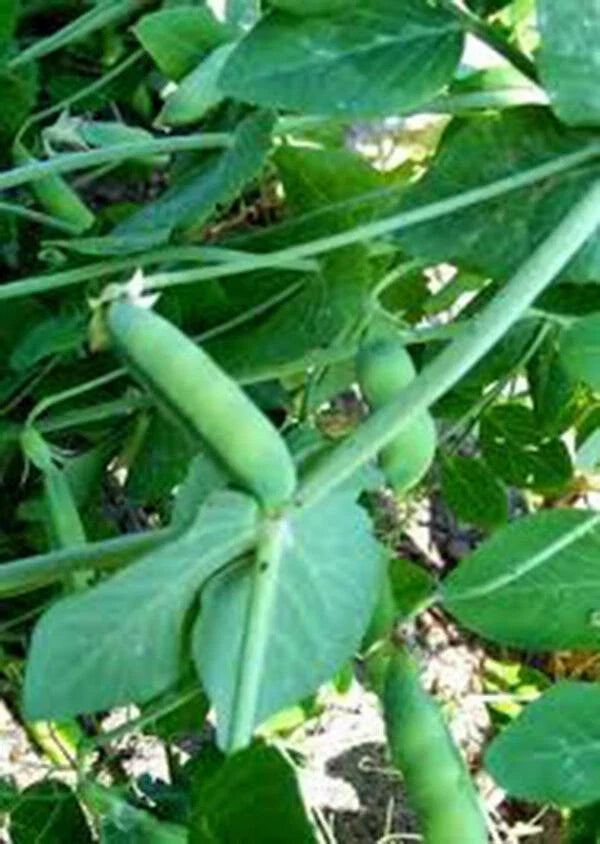 Heirloom Peas Seeds - Early Alaska Variety - 100+ Pisum sativum for Fresh Eating & Canning