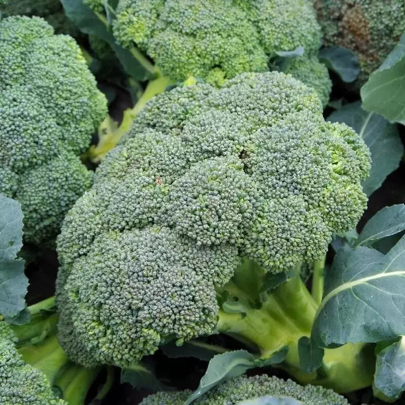 Organic Heirloom Broccoli Seeds Waltham 29 Non-GMO Vegetable Seeds for Home Garden