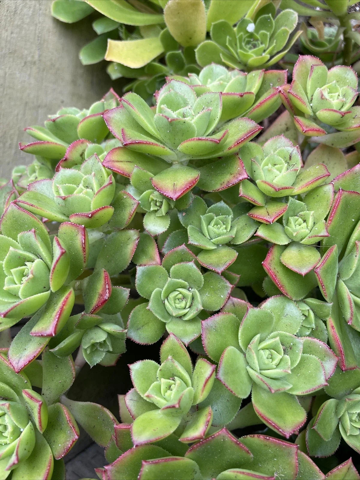 Live 3" Aeonium Pinwheel Succulent Cuttings - Haworthia 'Pinwheel' Indoor Plant Decor, Easy to Propagate