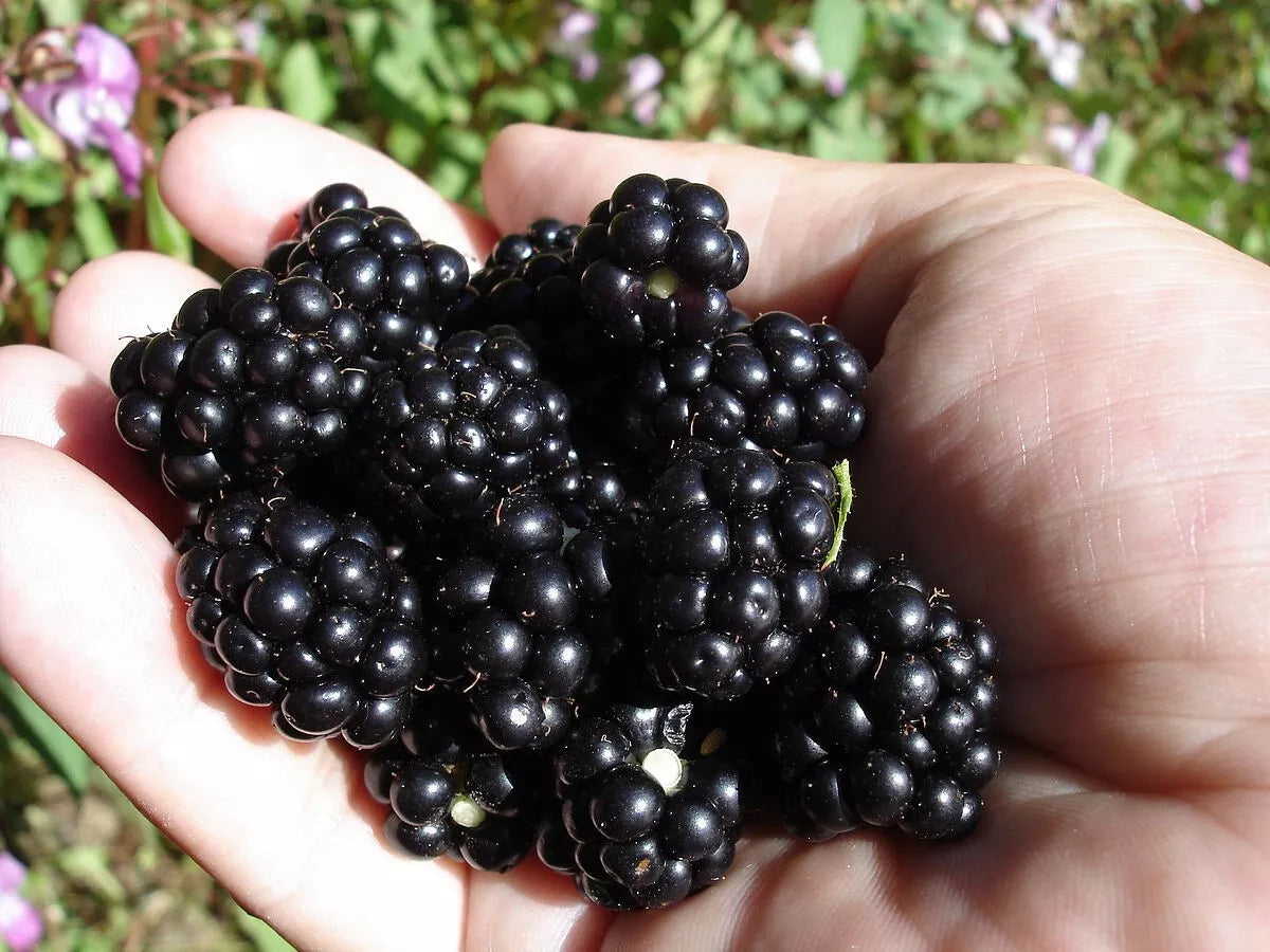 Organic Blackberry Seeds - 50 Non-GMO Rubus fruticosus for Home Garden, Juicy Blackberries, Easy to Grow