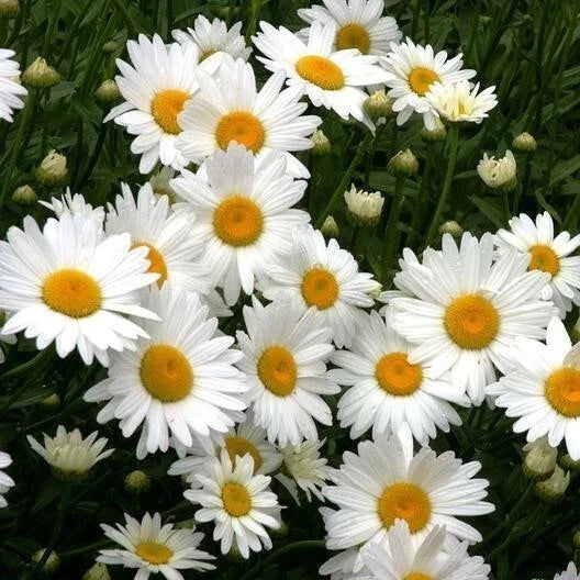 Shasta Daisy Seeds - Heirloom Chrysanthemum Maximum Perennial for Cut Flowers - 200+ Non-GMO Seeds