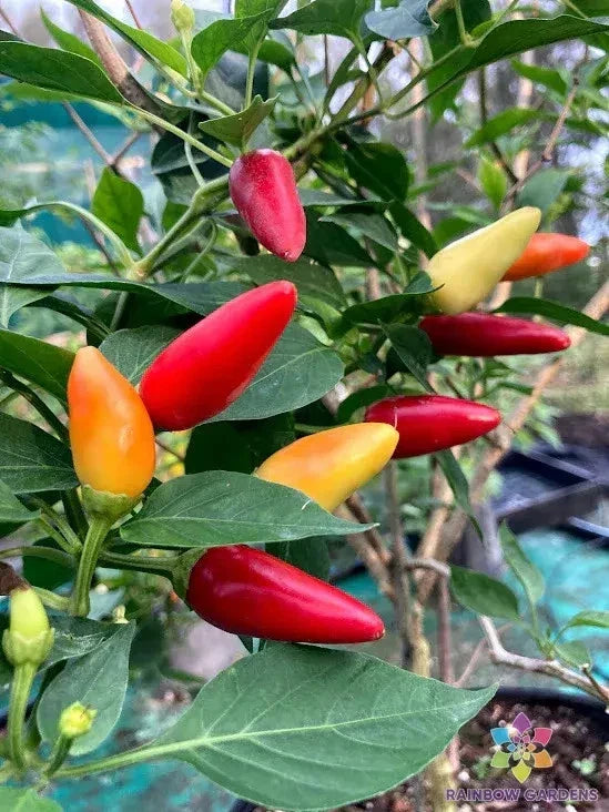 Purira Chile Hot Pepper Seeds - 25+ Pack - Capsicum annuum - USA Garden Planting