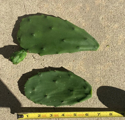 Opuntia Ficus-Indica Cactus Pads | 4 Fresh Edible Prickly Pear Nopales | Organic Spineless Cactus | Healthy, Ready to Plant or Cook