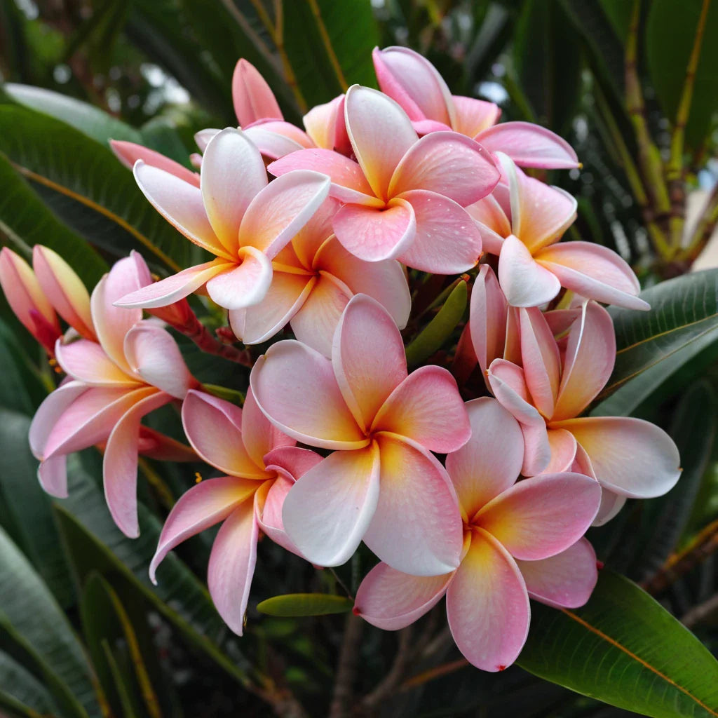Pale Pink Plumeria Seeds - 5 Perennial Hawaiian Flower Seeds - Fragrant Tropical Plants (Plumeria spp.)
