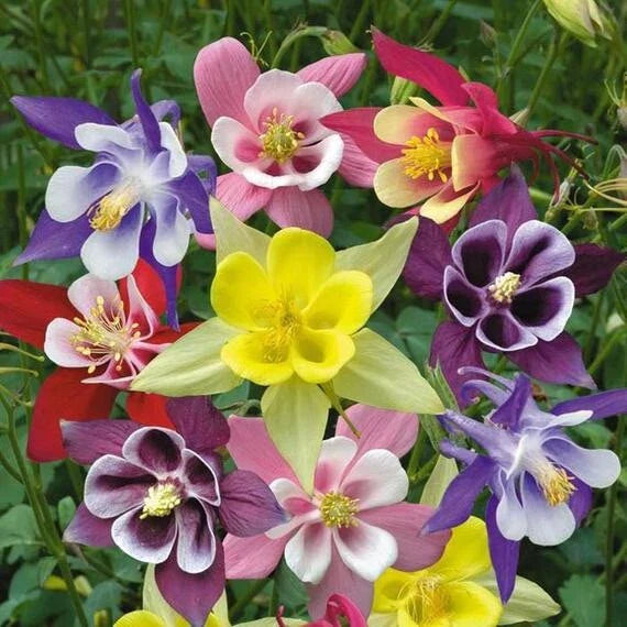 Columbine Seeds - Mckana Giant Mix - Perennial Flower Seeds for Hummingbirds & Butterflies - Non-GMO - 1000 Count