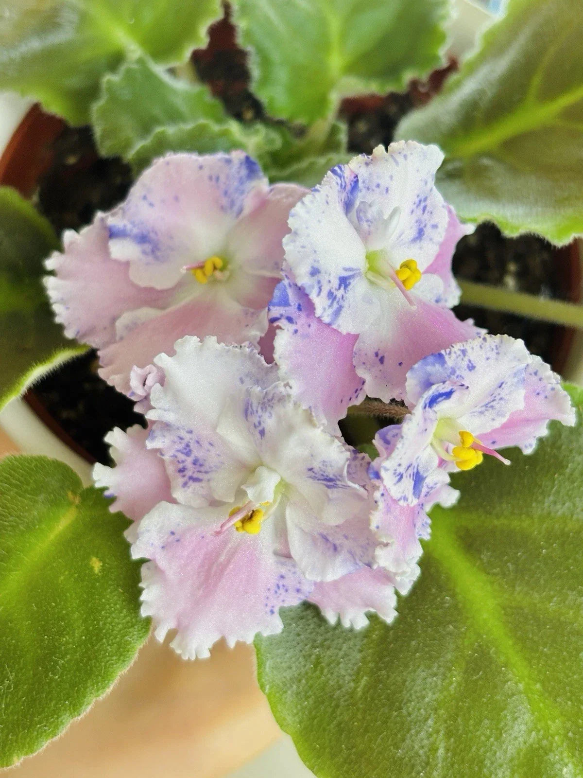 African Violet Starter Cutting - Unrooted Saintpaulia ionantha for Propagation, Indoor Garden