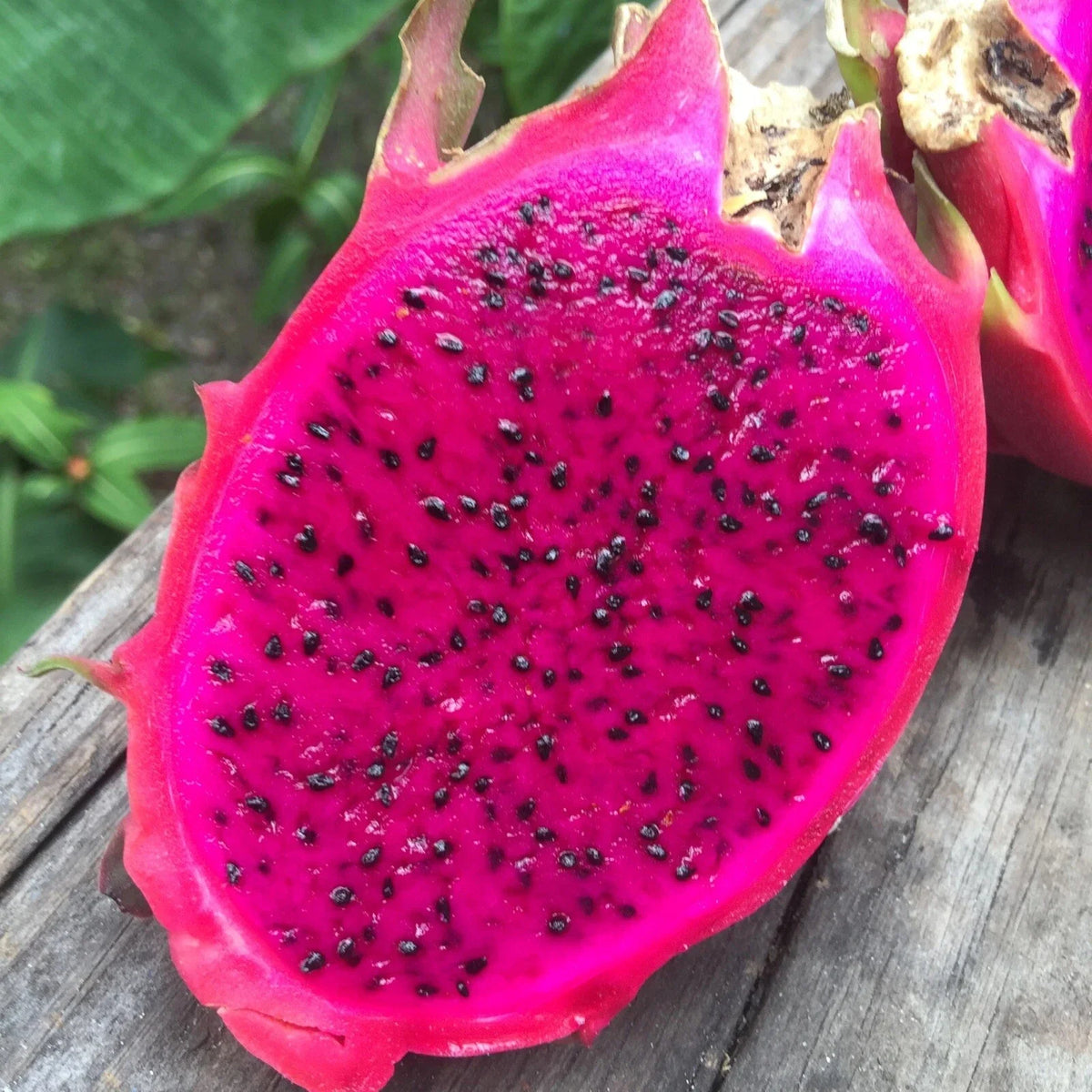 50 Red Dragon Fruit Seeds - Pitaya Pitahaya - Hylocereus Undatus - Rare Cactus Variety for Home Gardening
