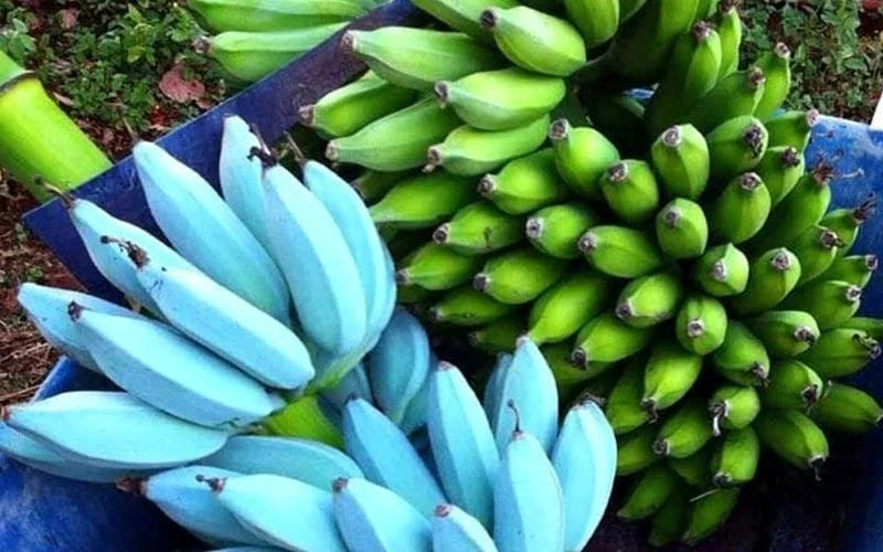 Live Blue Java Banana Tree Starter Plant - Musa acuminata 'Blue Java' Ice Cream Variety, Well-Rooted in 4-Inch Pot