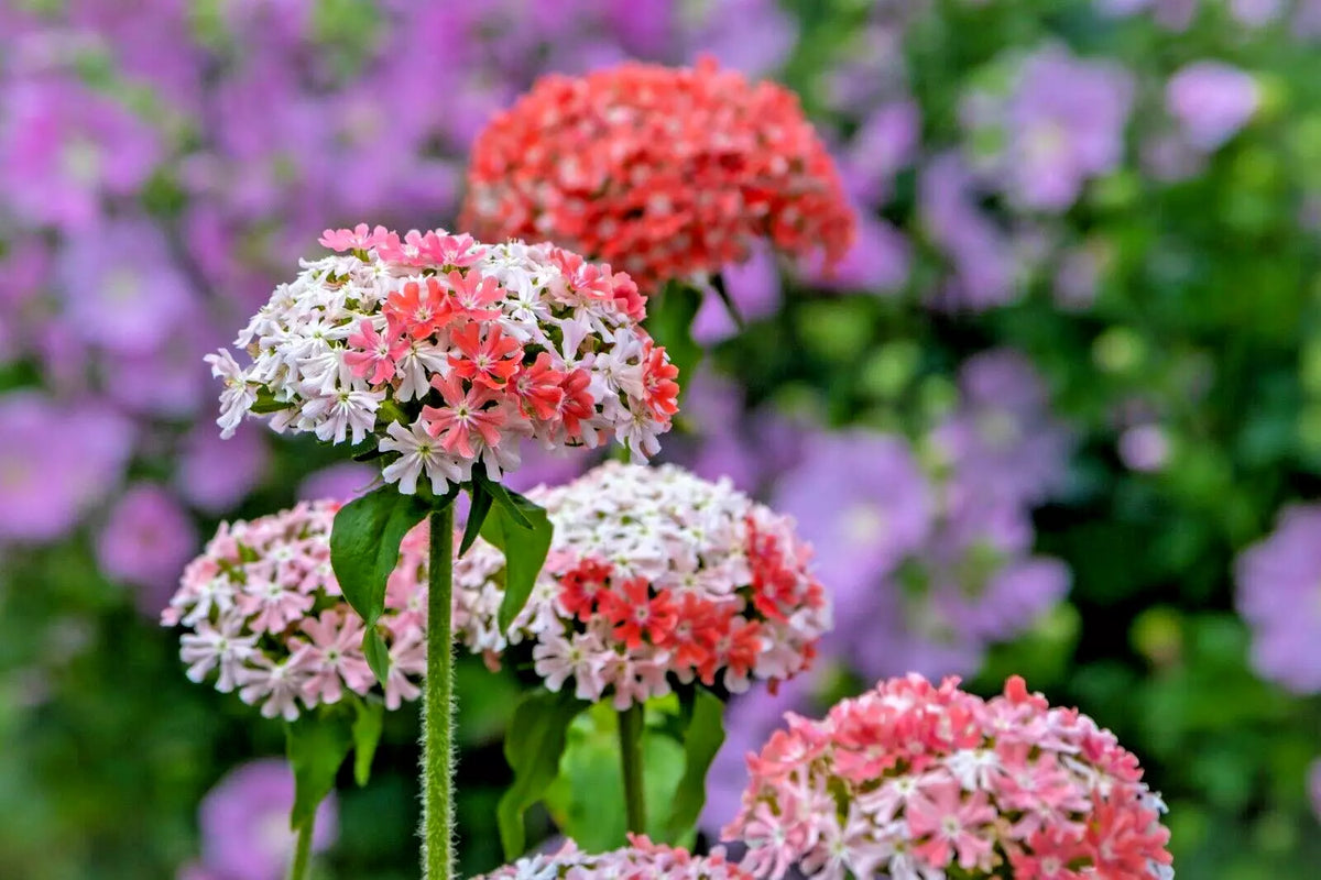 Maltese Cross Seeds - 100 Count - Pink and White Lychnis Chalcedonica - Rare Color