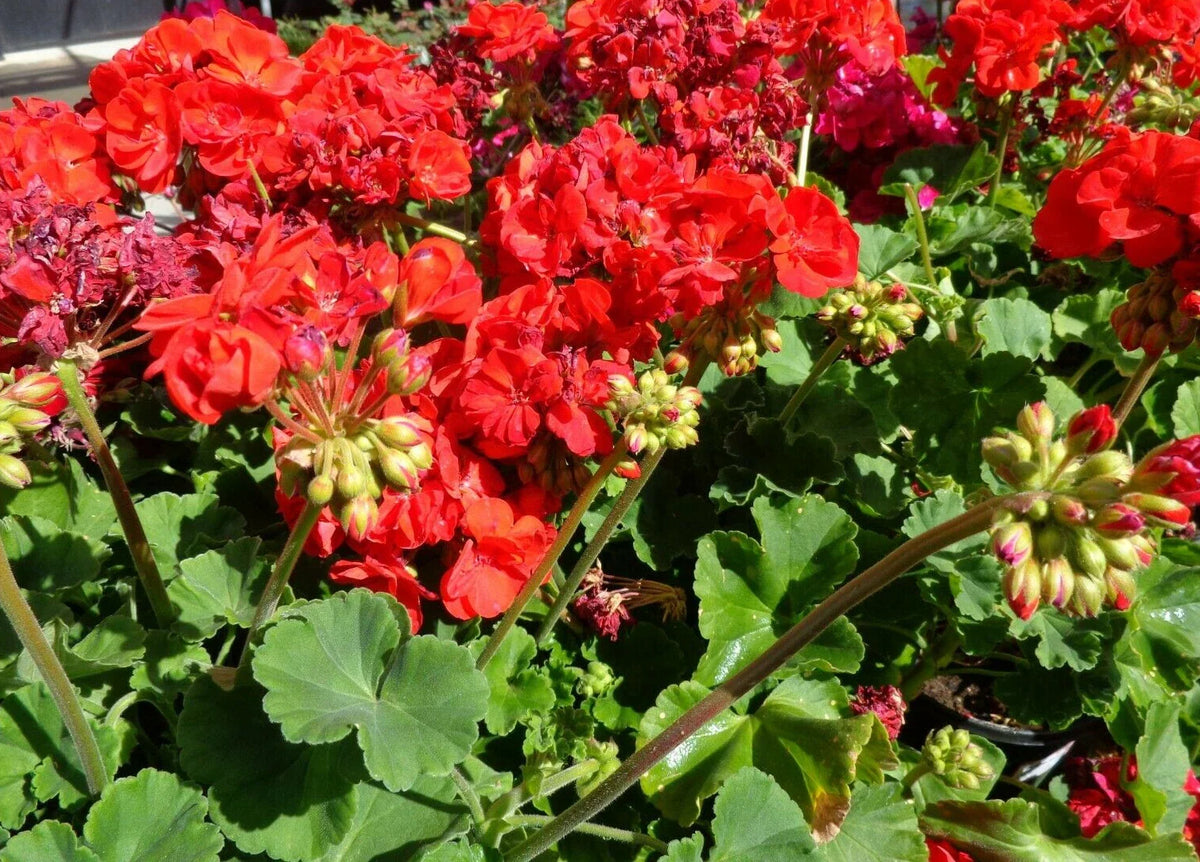 Hardy Geranium Cuttings 5 x 6" Big Red Flower Pelargonium spp. Fresh Plant Cuttings