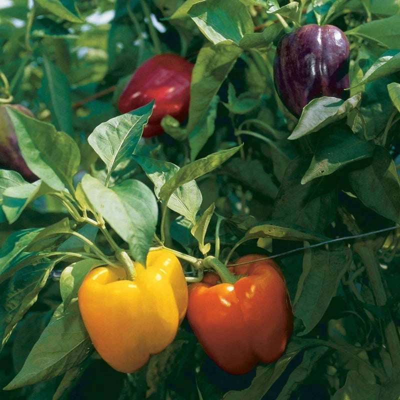Rainbow Bell Pepper Seeds - Non-GMO, Capsicum annuum, Heirloom Vegetable Seeds for Gardening, Vibrant Colorful Peppers
