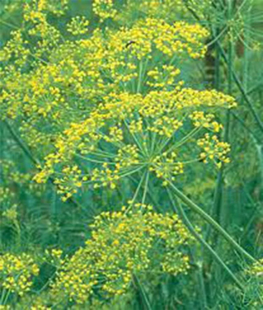Dill Seeds Packet 25+ Heirloom Mammoth Long Island Non-GMO Anethum graveolens Culinary Herb
