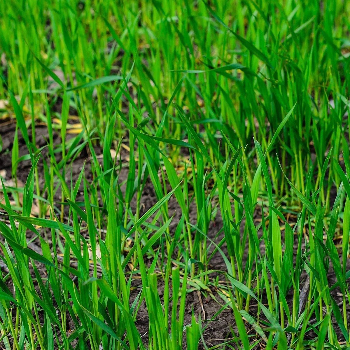 5LBS Winter Rye Seed Cover Crop for Food Plot, Deer & Wildlife Habitat, Secale cereale