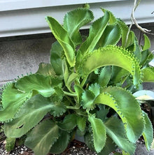 Live Kalanchoe Mother of Thousands Plants, 4 Per Order, Bare Root, Small-Medium, Kalanchoe daigremontiana