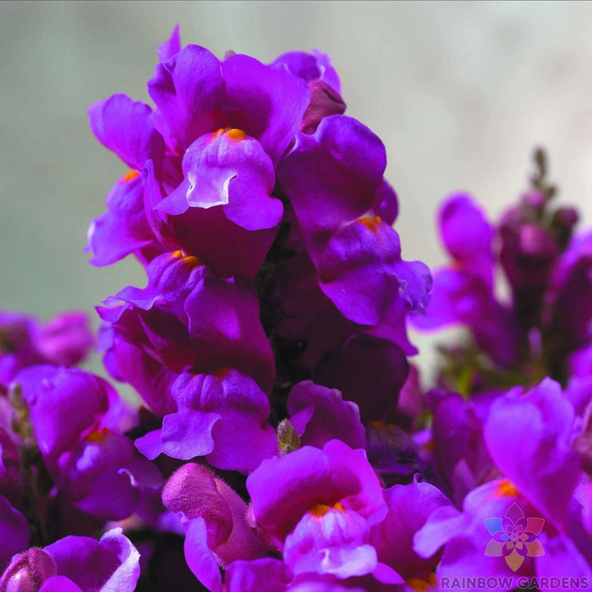 Purple Snapdragon Seeds - Antirrhinum majus - 1000+ Seeds - USA