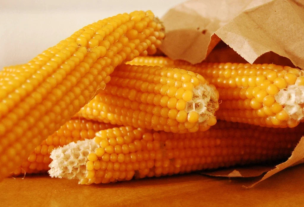 Yellow Popcorn Seeds - Zea Mays Everta - Non-GMO Home Garden Planting Seeds, Easy to Grow, Bountiful Harvest