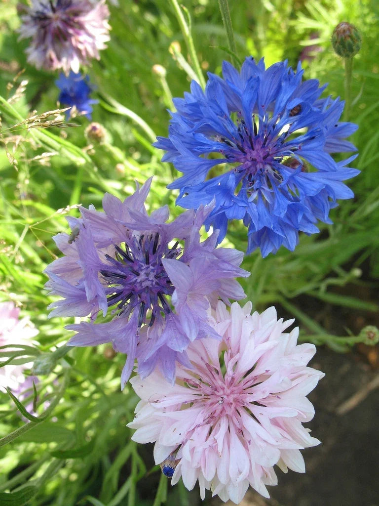 Bachelor's Button Seeds Mix - 175 Seeds, Colorful Centaurea cyanus, Annual Flowers for Borders & Wildflower Gardens