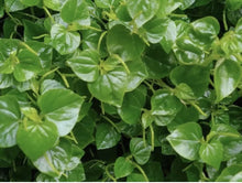 Crab Claw Herb Seeds 500+ Peperomia Pellucida Pepper Elder Indoor Garden Culinary Herb