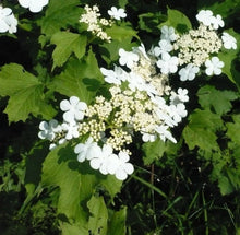 Viburnum opulus Live Bare Root Starter Plant | Guelder Rose | European Cranberrybush | Flowering Shrub | Hardy Ornamental Plant