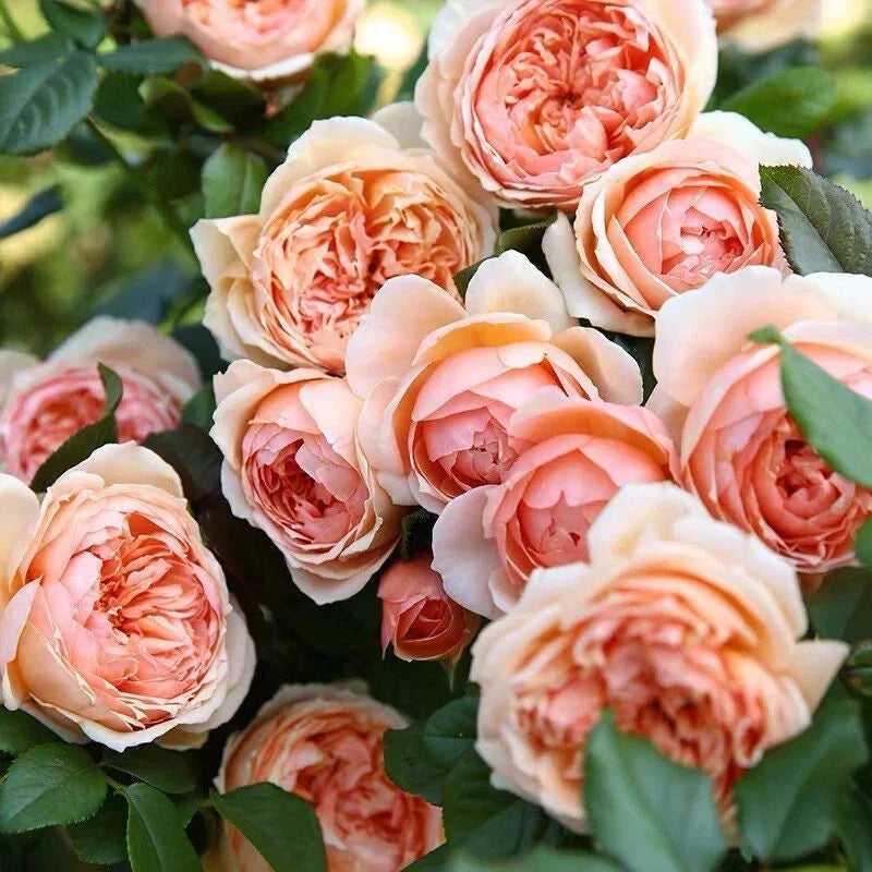 Masora Rose Plant 4" Live Japanese Rose Bare Root - Rosa spp.
