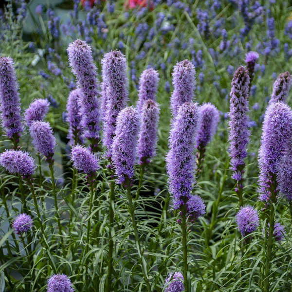 Gayfeather Seeds – Liatris Spicata Flower Seeds for Butterflies and Bees, Purple, Summer Bloom, 100+ Seeds