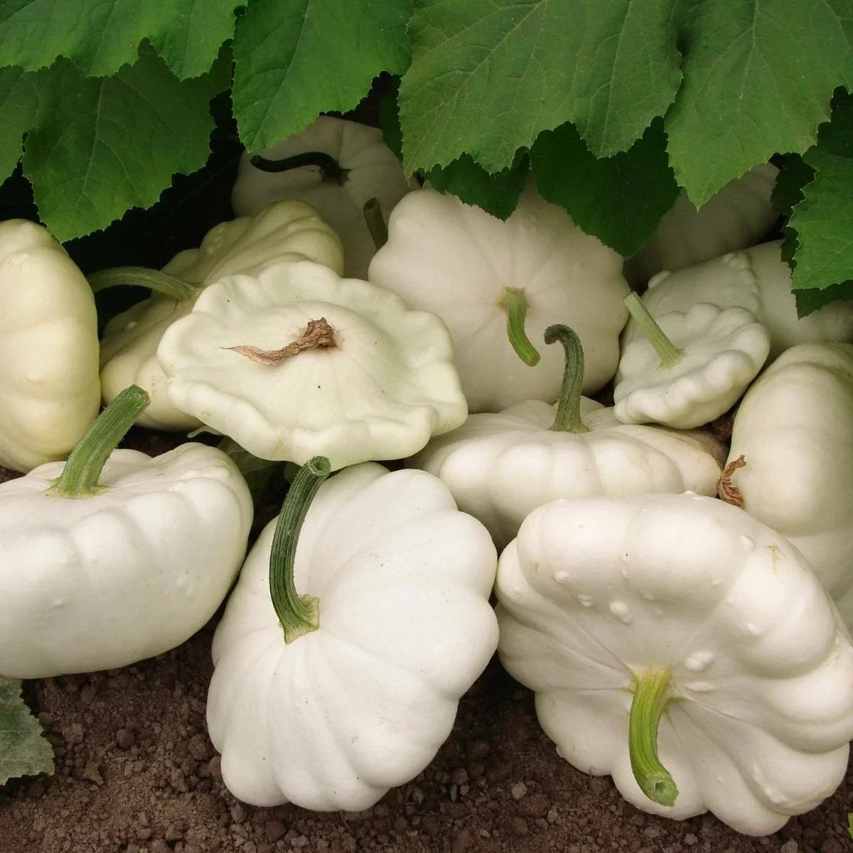 White Bush Scallop Summer Squash Seeds - Non-GMO, Patty Pan, Heirloom, Cucurbita pepo, Compact, Full Sun, Bounty