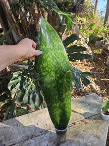 XXL Sansevieria Masoniana Whale Fin Snake Plant, 25" Tall, Rooted, 6.5" Wide, Indoor Houseplant, Low Maintenance