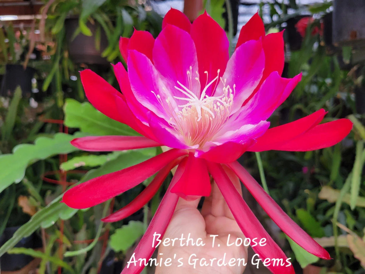 Epiphyllum Cuttings - Loose Unrooted - Bertha T. Variety - 8 to 10 Inches Long - Cacti and Succulent Plants