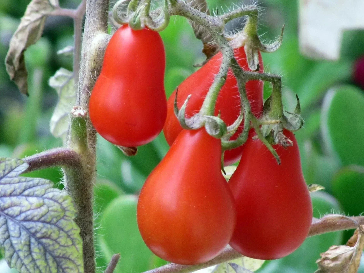 Red Pear Tomato Seeds – Heirloom Non-GMO Solanum lycopersicum for Home Garden, Container Growing, Sweet Flavor