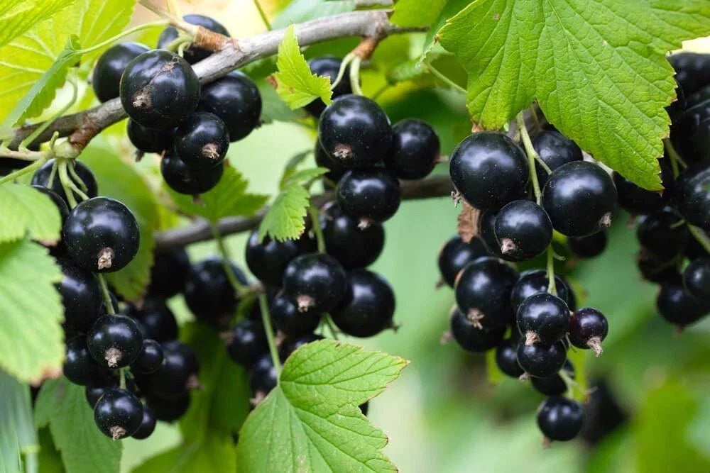 Black Currant Seedling - Rooted Ribes nigrum Plant for Garden