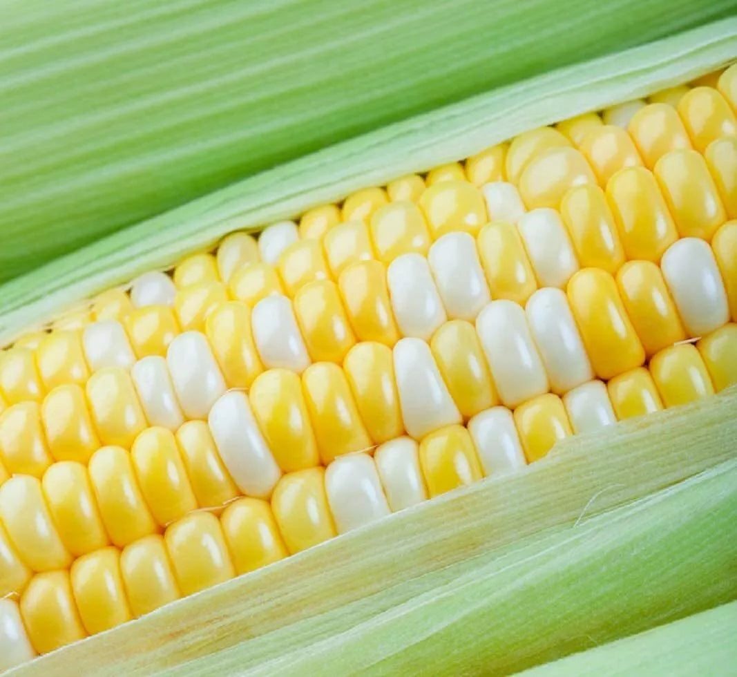 Peaches and Cream Sweet Corn Seeds - 30 Non-GMO Zea mays Seeds with Dual-Color Kernels